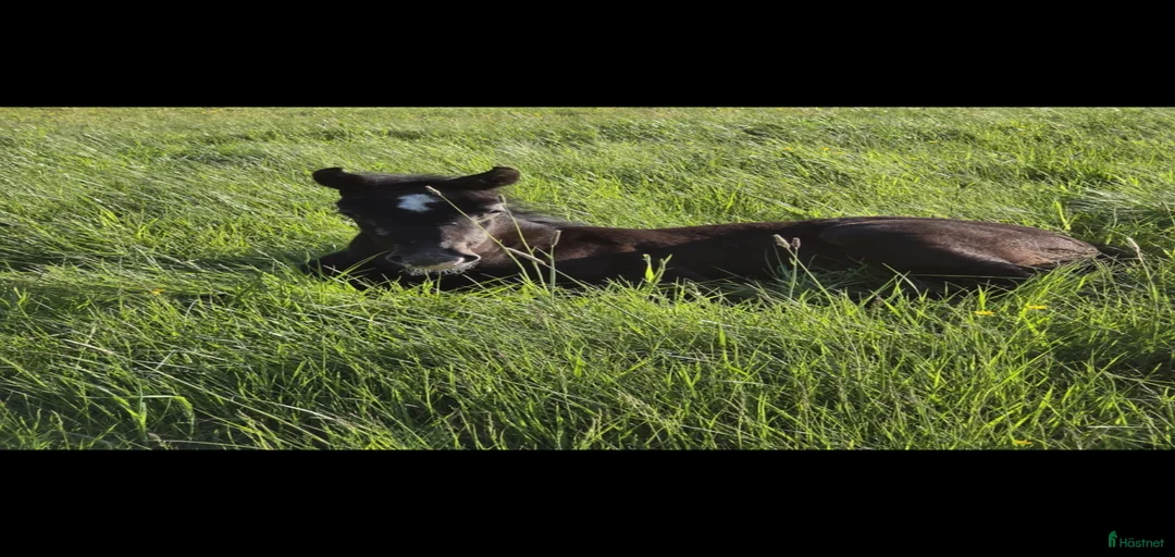 Galleribild {{count}}