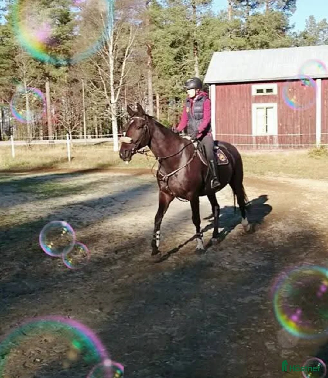 Sällskap hästar till salu: Varmblod valack f 2007 i Undrom - Annons 6