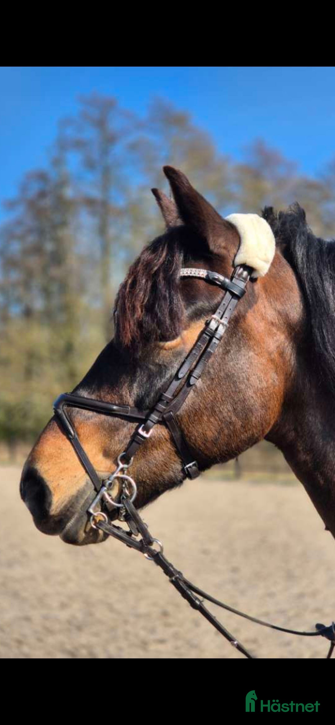 Träns hästutrustning till salu: Fin pullarnosgrimma i Dingle - Annons 2