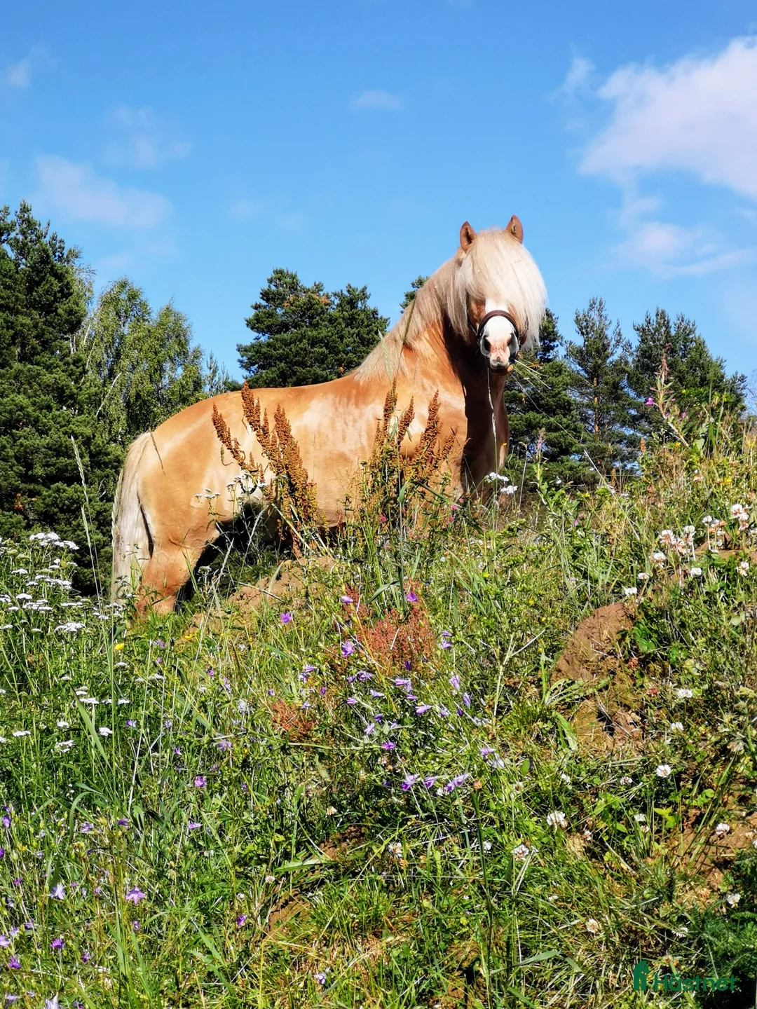 Working Equitation hästar sökes: Söker valack för WE (varierande hem finns) - Annons 1