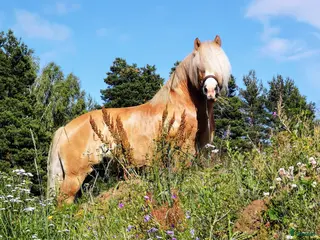 hästar Söker valack för WE (varierande hem finns) - Annons 19