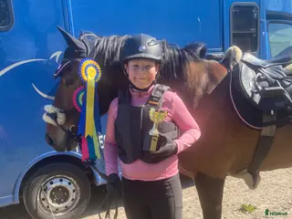 hästar Allroundponny - blir va du gör honom till - Annons 14