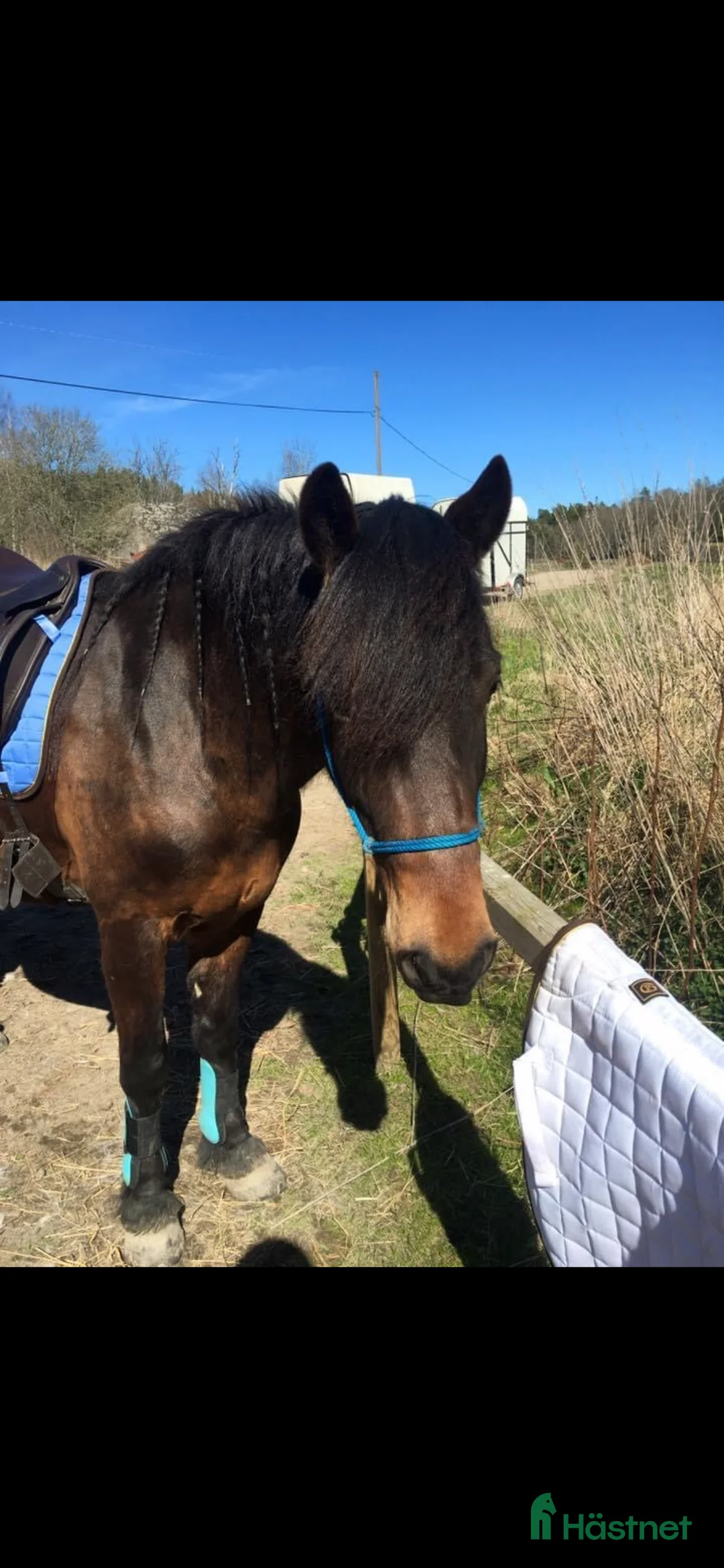 Allround hästar till salu: Kallblodskorsning säljes - Annons 1