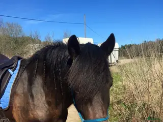 hästar Kallblodskorsning säljes - Annons 6