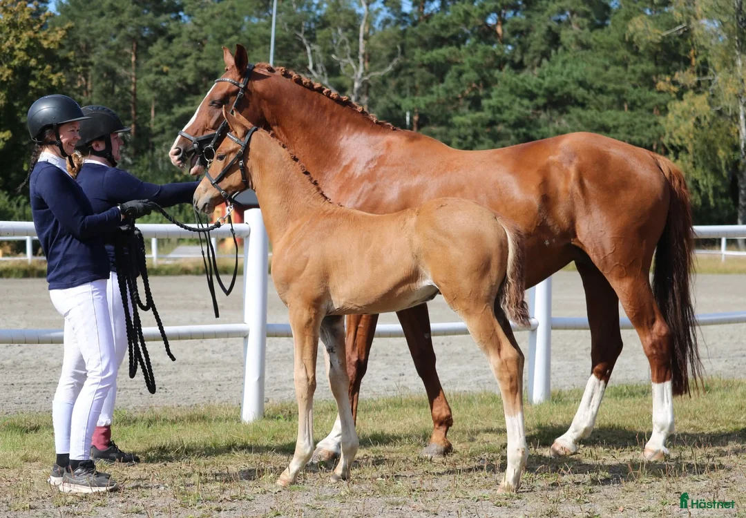 Hoppning hästar till salu: Premieföl✨️ i Väse - Annons 1