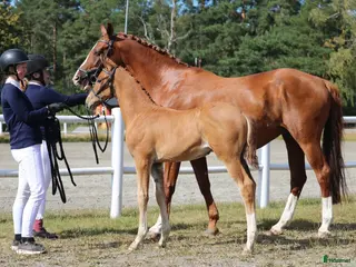 hästar Premieföl✨️ i Väse - Annons 2