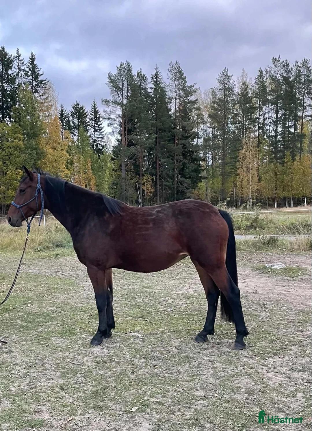 Allround hästar till salu: 3 årigt sto i Lingbo - Annons 1