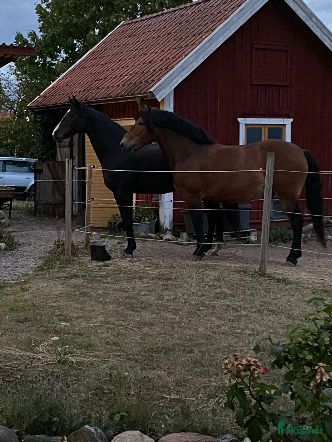 Dressyr hästar till salu: Världens finaste Harry - Annons 2