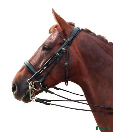 Träns hästutrustning till salu: Kandar i Lund - Annons 17