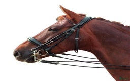 Träns hästutrustning till salu: Kandar i Lund - Annons 1