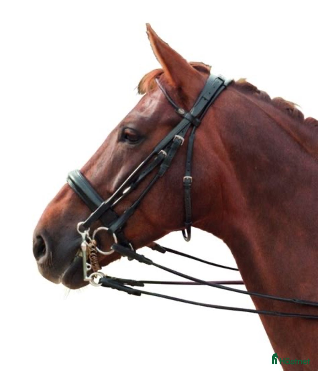 Träns hästutrustning till salu: Kandar i Lund - Annons 1