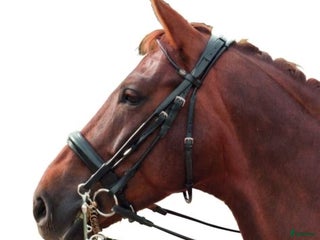 Träns hästutrustning till salu: Kandar i Lund - Annons 1