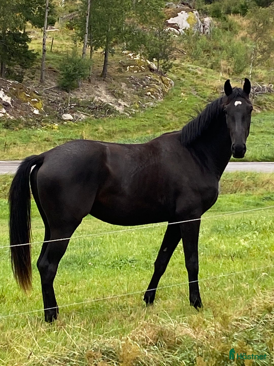 Dressyr hästar till salu: 2år sto e Franklin i Nyköping - Annons 2