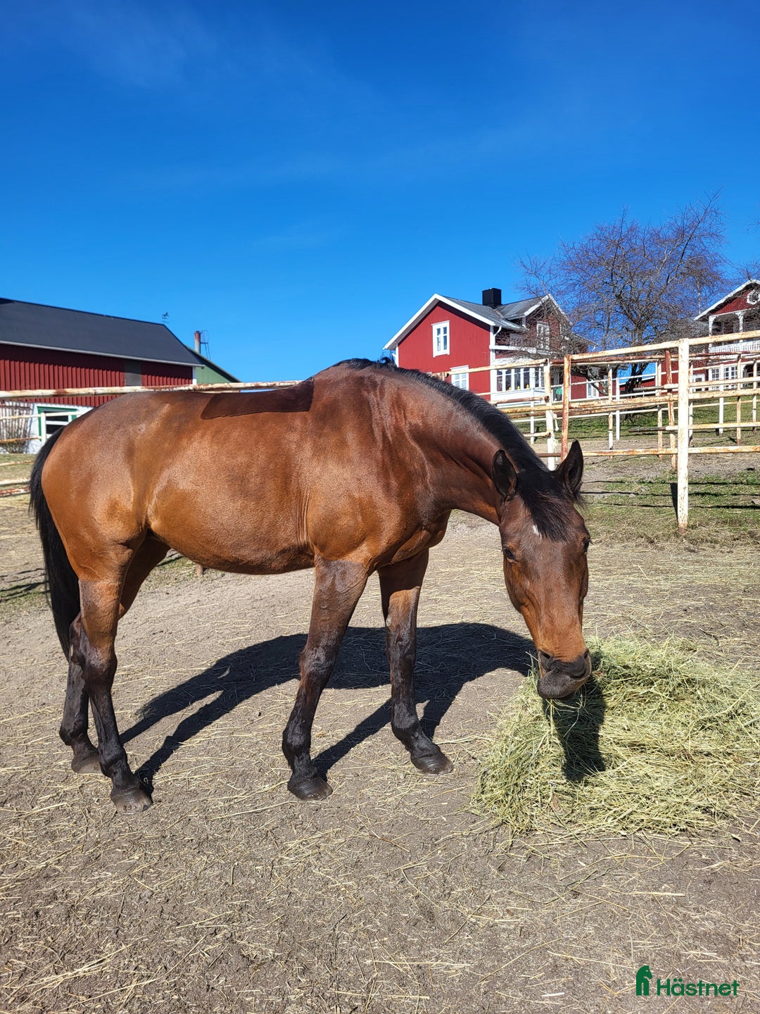 Hoppning hästar till salu: Perfekt övergångshäst med ett hjärta av guld  i Kvissleby - Bild 4