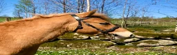 Allround hästar till salu: Charmig och trevlig ungponny - Annons 2