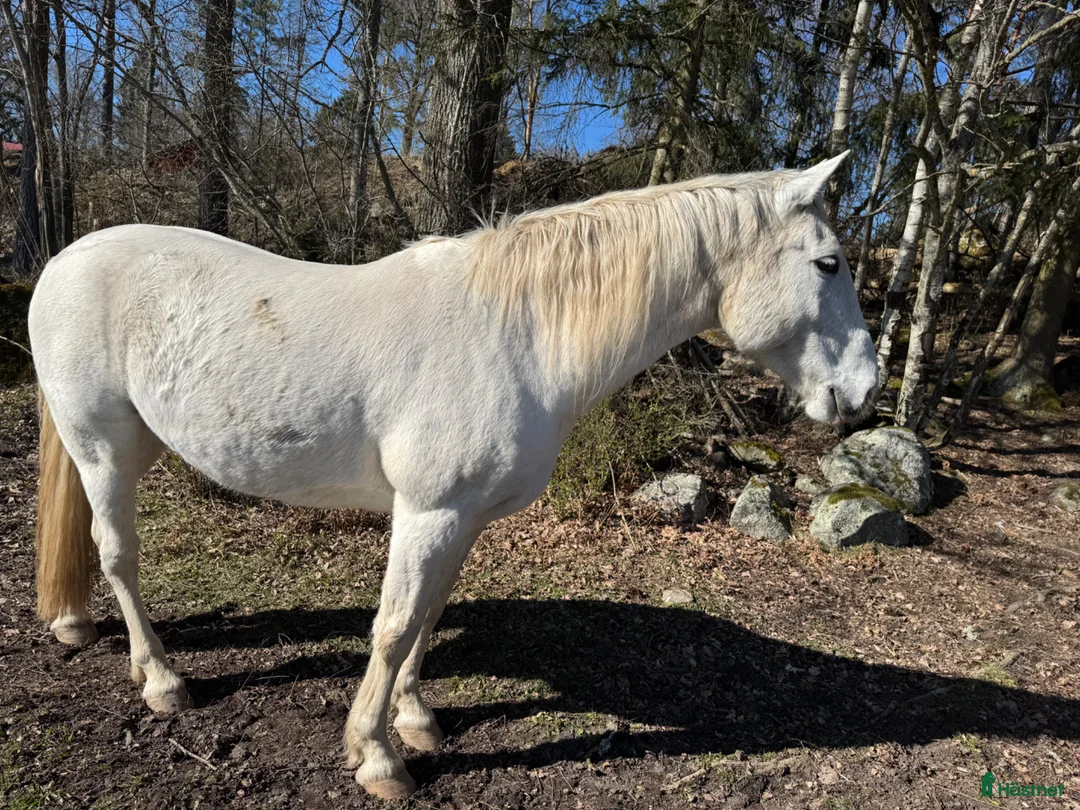 Allround hästar till salu: Cool och snäll kille - Annons 2