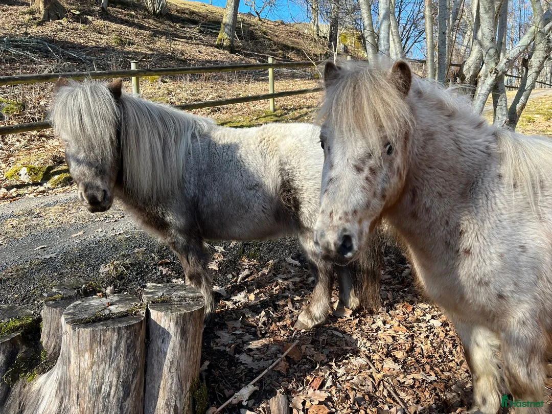 Övrigt hästar till salu: Miniatyr knabstrupper i Älmhult - Annons 2