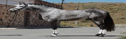 Dressyr hästar till salu: Vacker PRE kille i Guadarrama - Annons 10