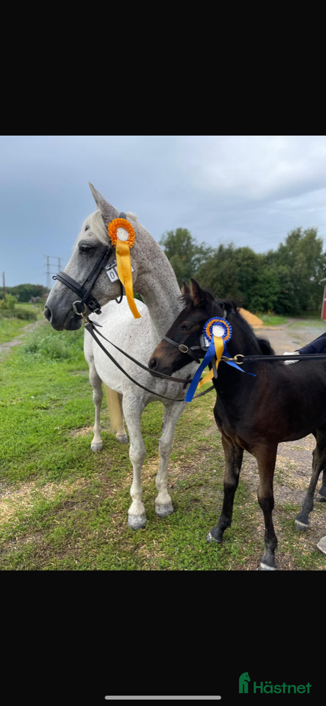 Working Equitation hästar till salu: Storhäst & 3 D ponny från Ridskola, Voltige, Para - Annons 7
