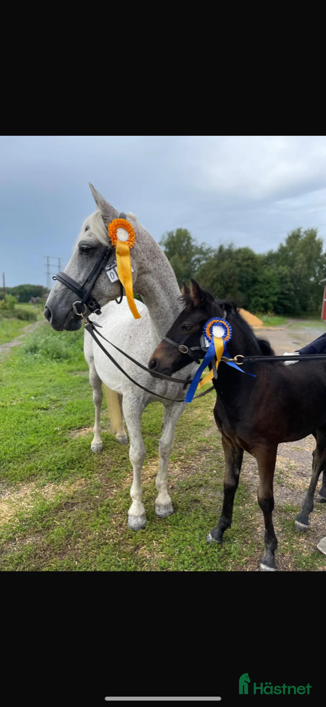Working Equitation hästar till salu: Storhäst & 3 D ponny från Ridskola, Voltige, Para - Annons 7