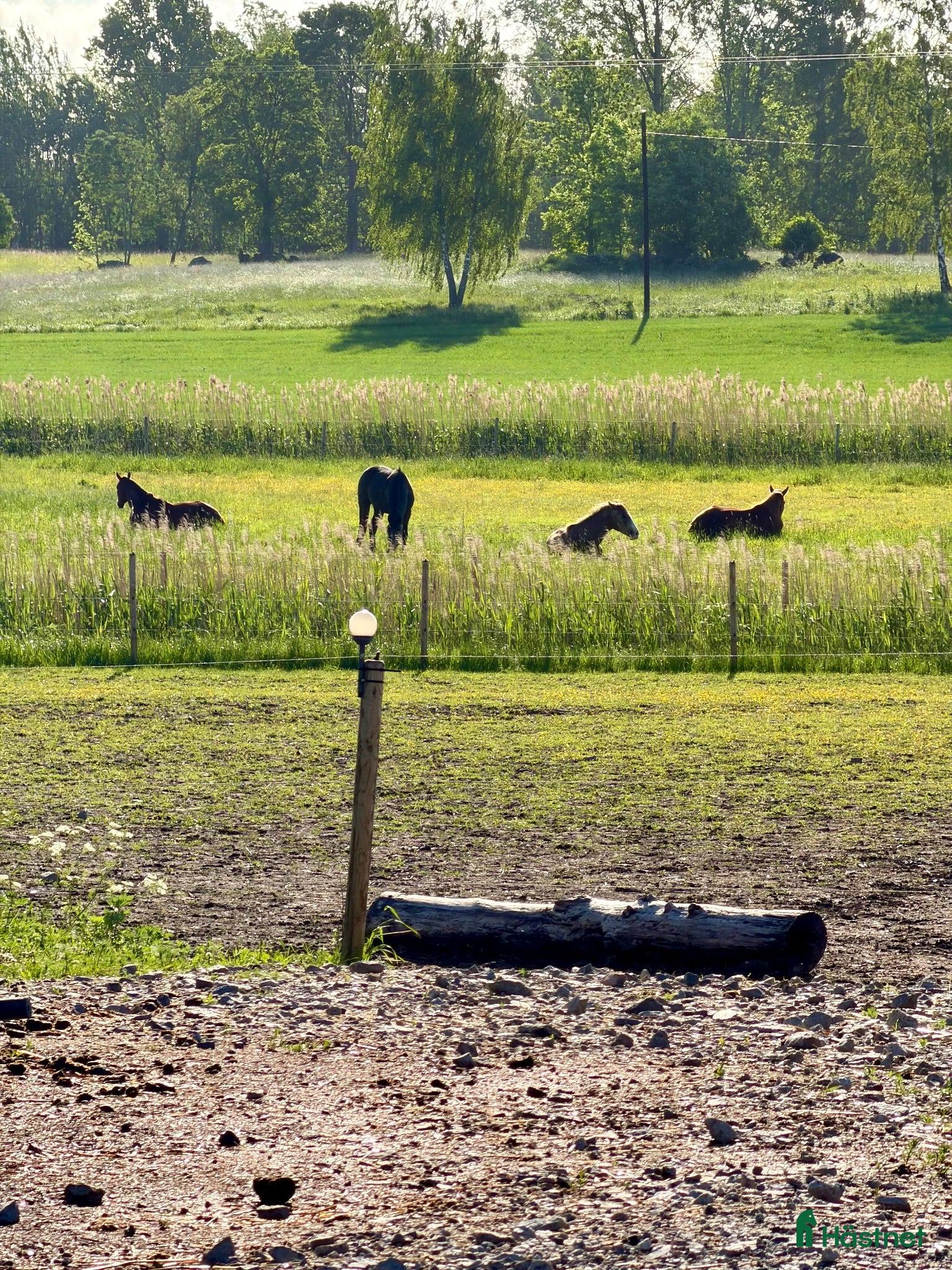  stallplats Lösdriftsplats  - Annons 9