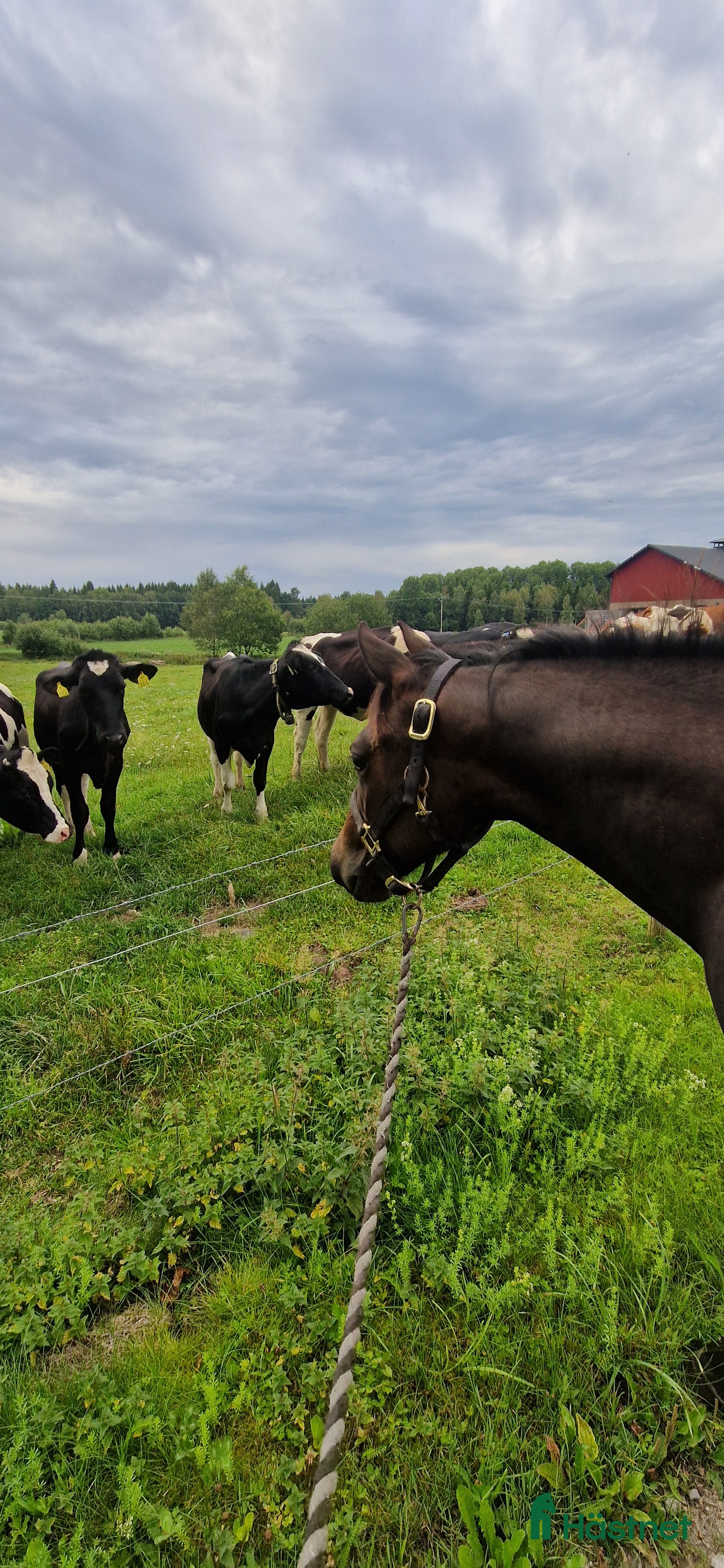  hästar Cowhorse-ämne i Blidsberg - Annons 11