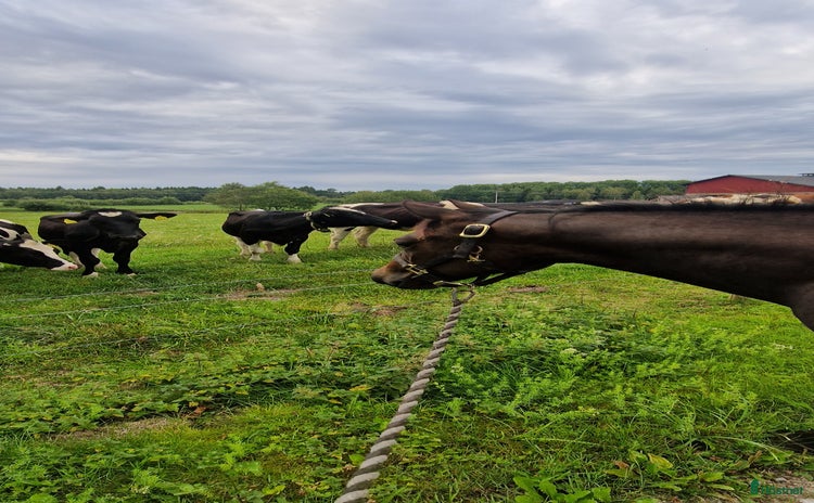  hästar i Blidsberg - Annons 7