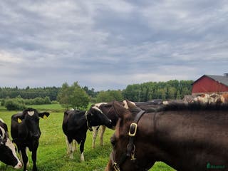 hästar Cowhorse-ämne i Blidsberg - Annons 12