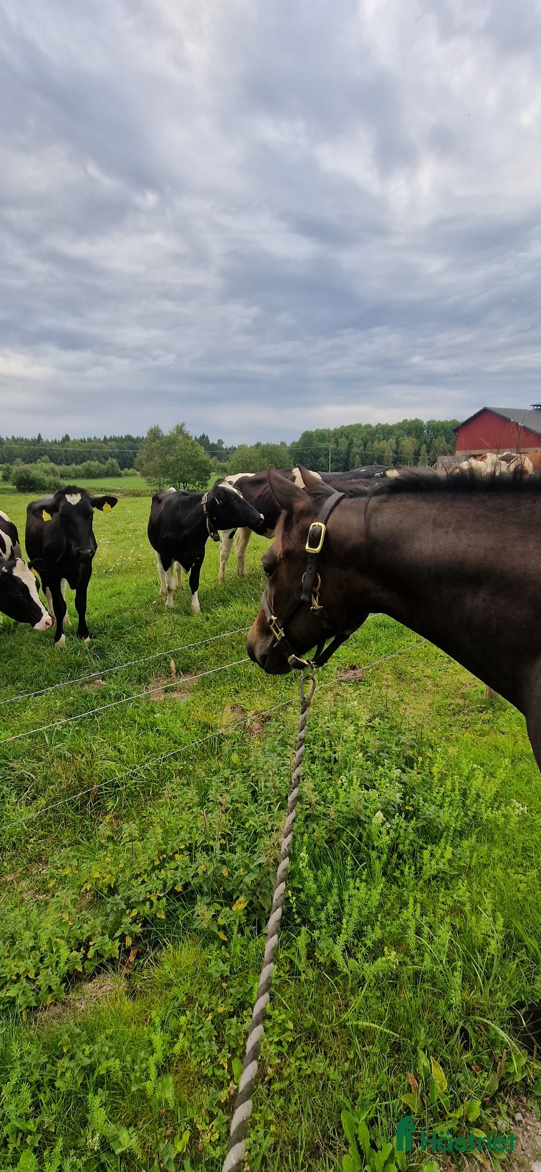 Western hästar till salu: Cowhorse-ämne i Blidsberg - Annons 1