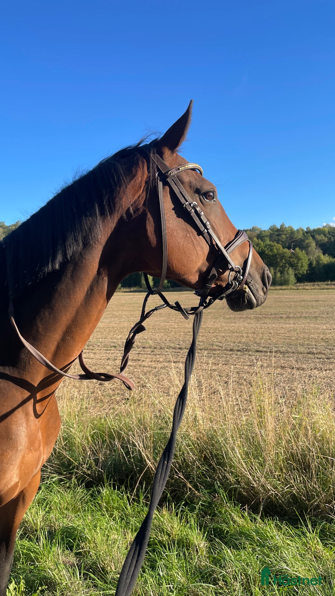 Hoppning hästar till salu: Positivt sto  i Bro - Annons 1