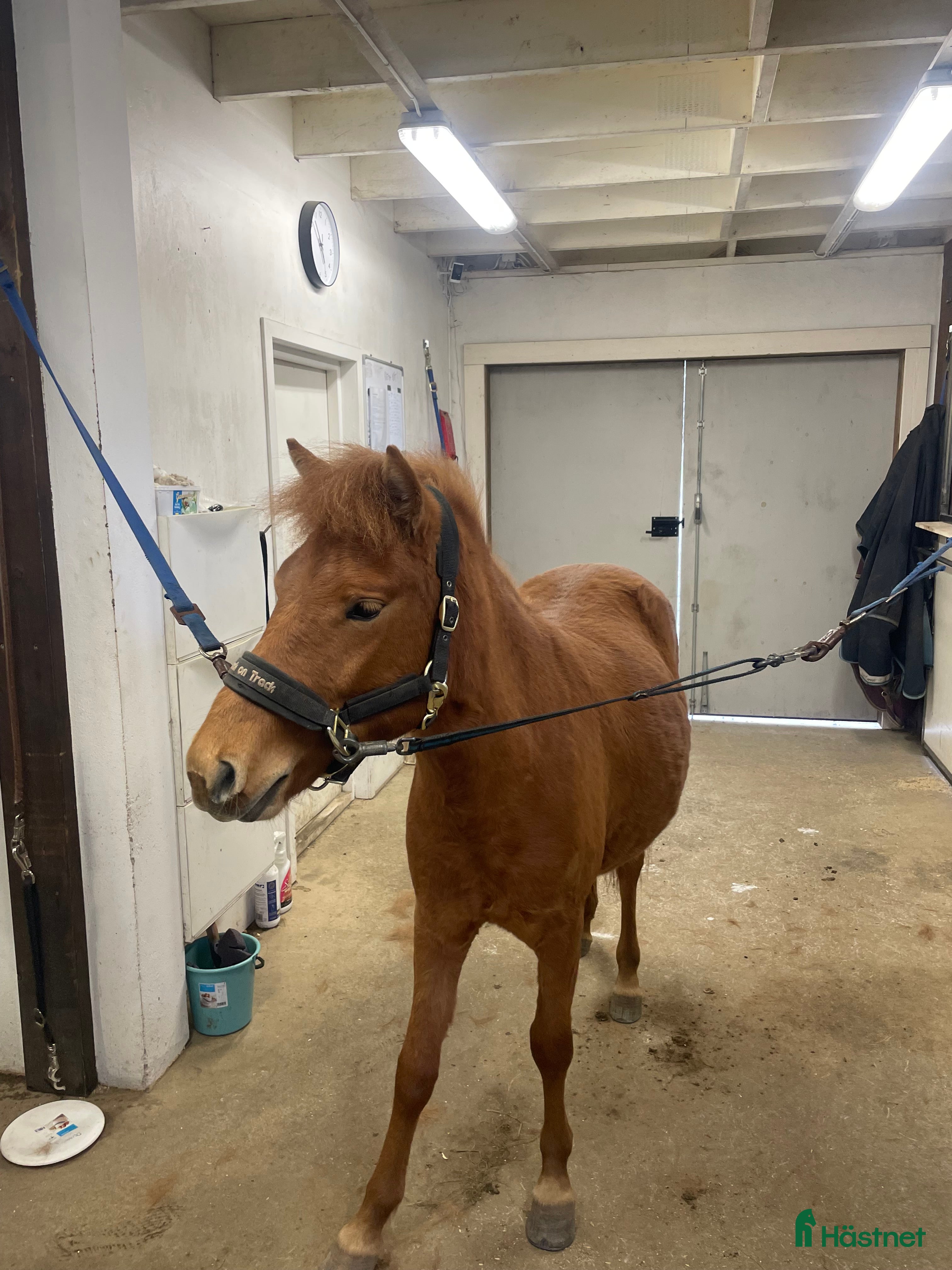  hästar Bra stammad 2 åring för årgångsloppen! - Annons 1