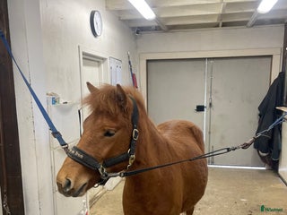 hästar Bra stammad 2 åring för årgångsloppen! - Annons 1