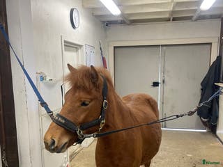 hästar Bra stammad 2 åring för årgångsloppen! - Annons 6