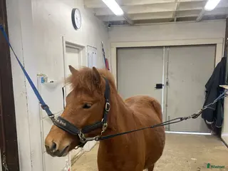 hästar Bra stammad 2 åring för årgångsloppen! - Annons 5