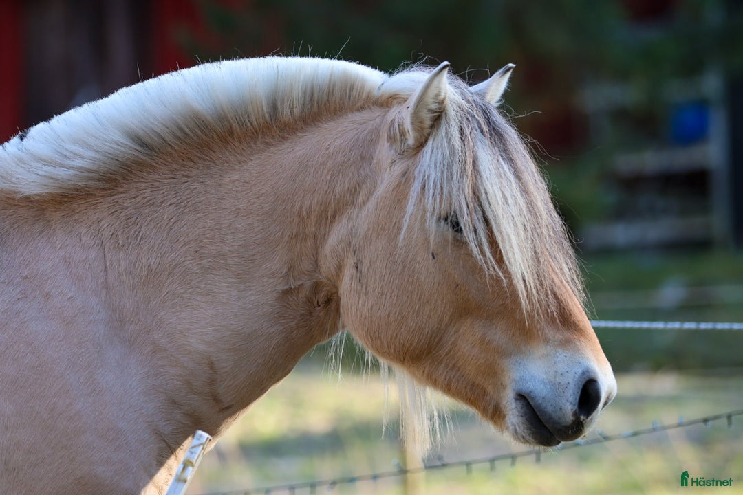 Allround hästar till salu: Lothar, världens bästa häst ♡ i Söderköping - Annons 9