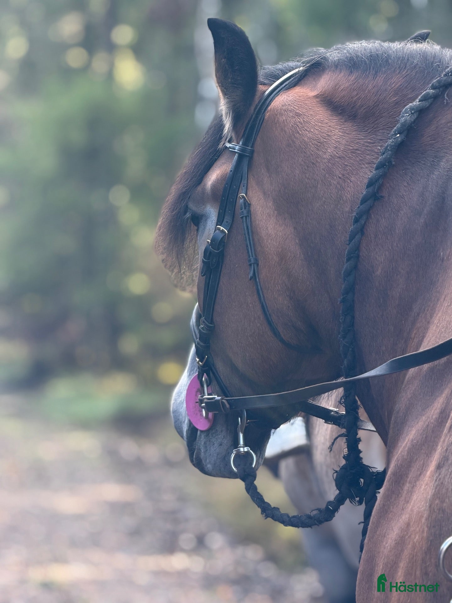 hästar Samarbetsvilligt och socialt sto - Annons 1