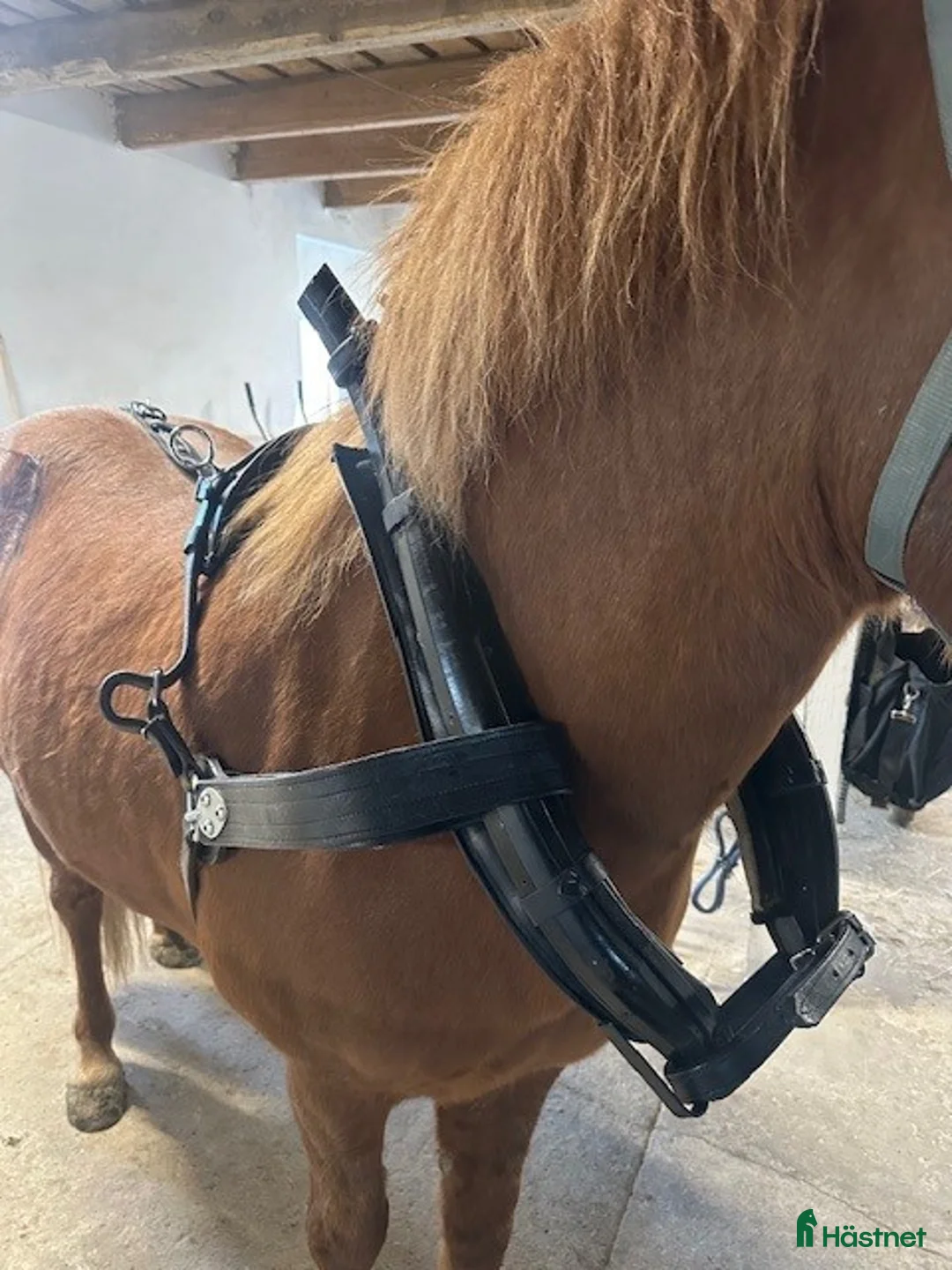 Körselar körning till salu: jätte fin Loksele m Tömmar o FRAKT - Annons 1