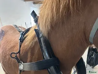 Körselar körning till salu: jätte fin Loksele m Tömmar o FRAKT - Annons 2