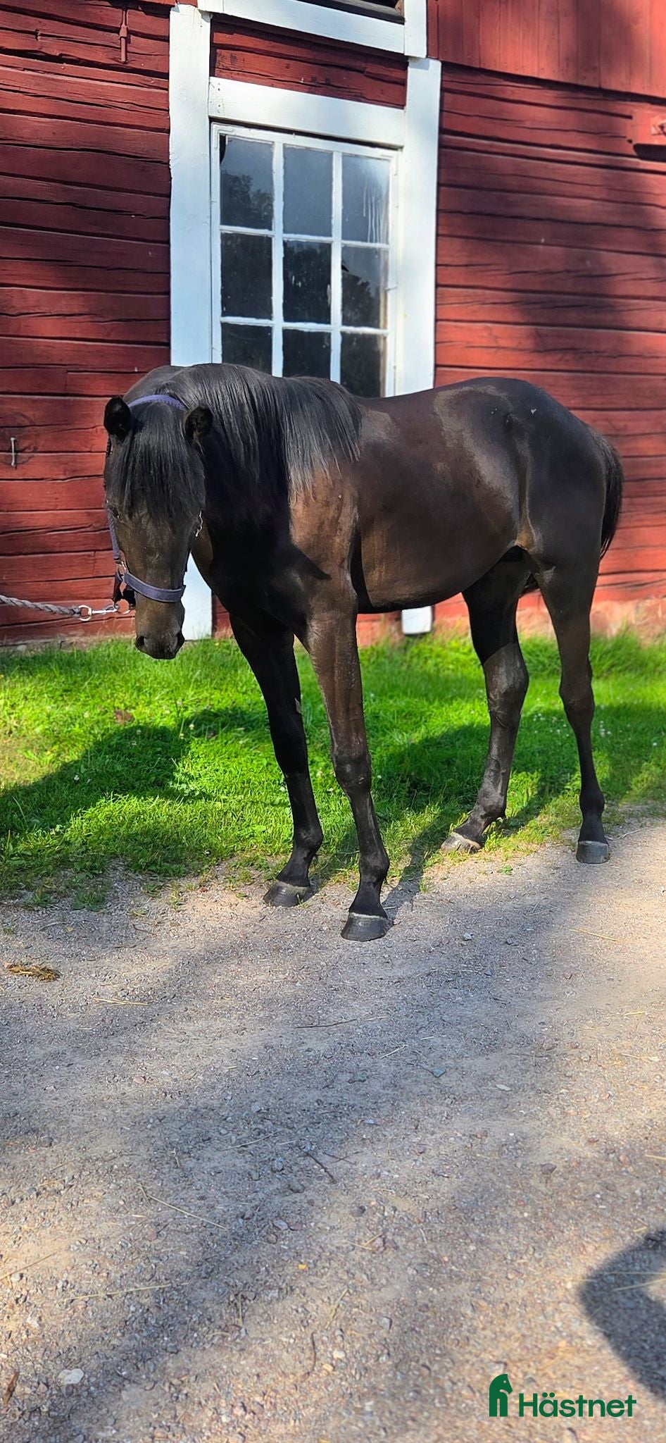  hästar Vacker hingst efter Mr Vain  - Annons 17