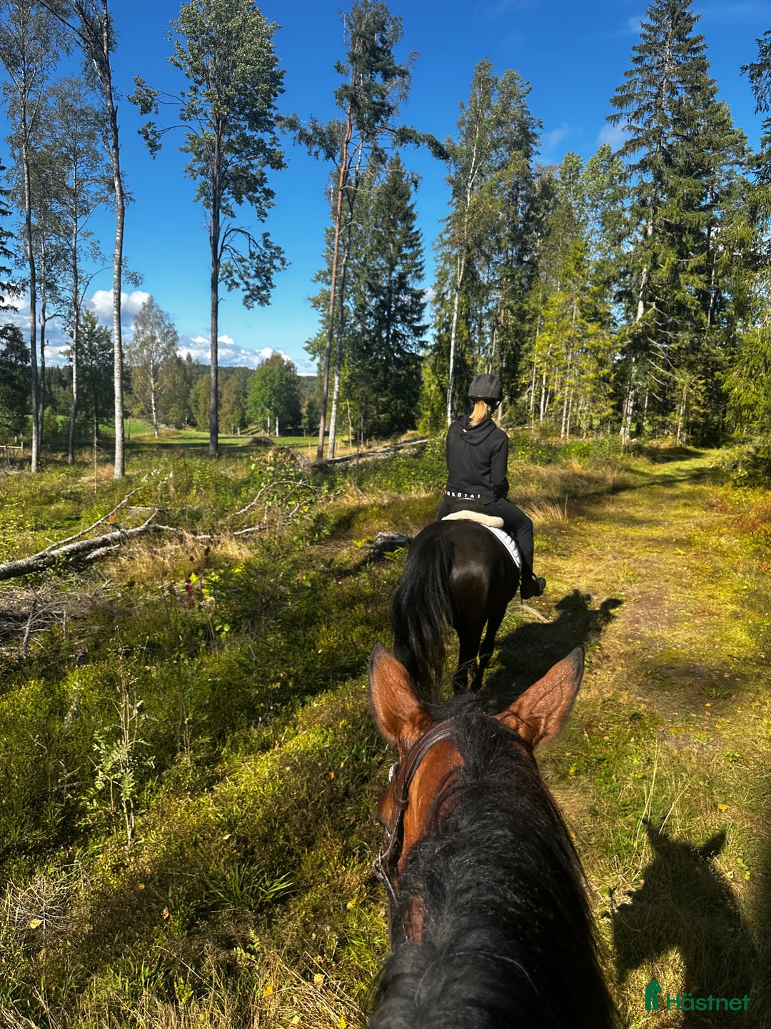 Allround hästar till salu: Ridtravare/ fölsto  i Kil - Annons 3