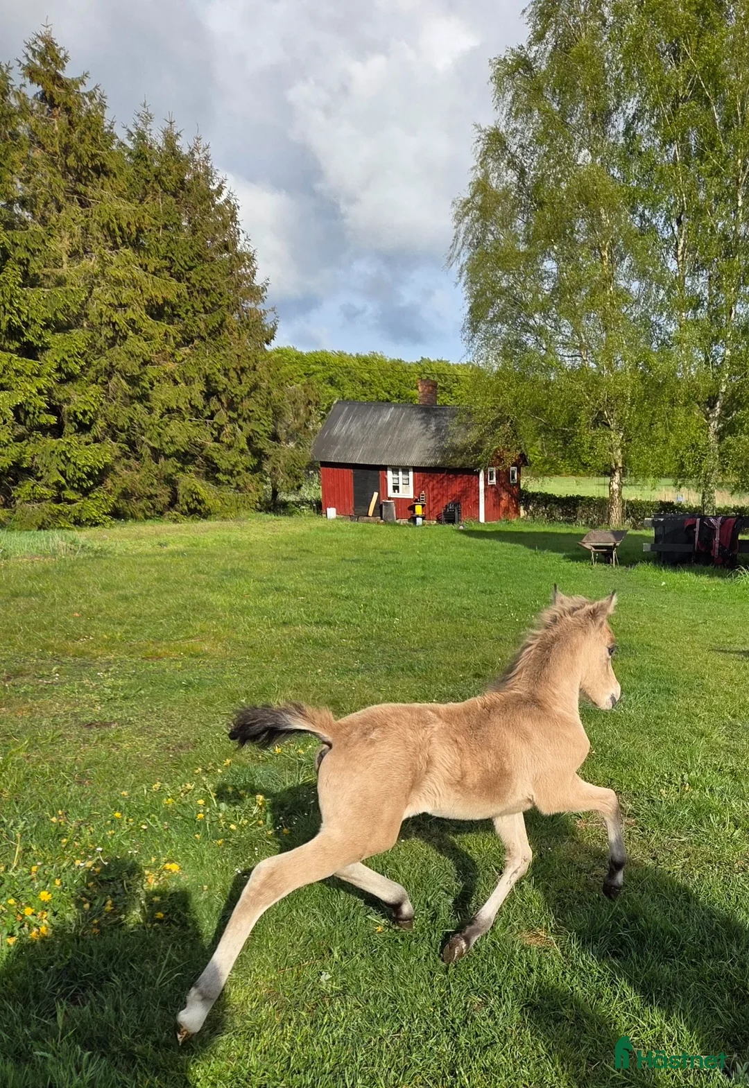Dressyr hästar till salu: Sött welsh partbred sto. - Annons 2