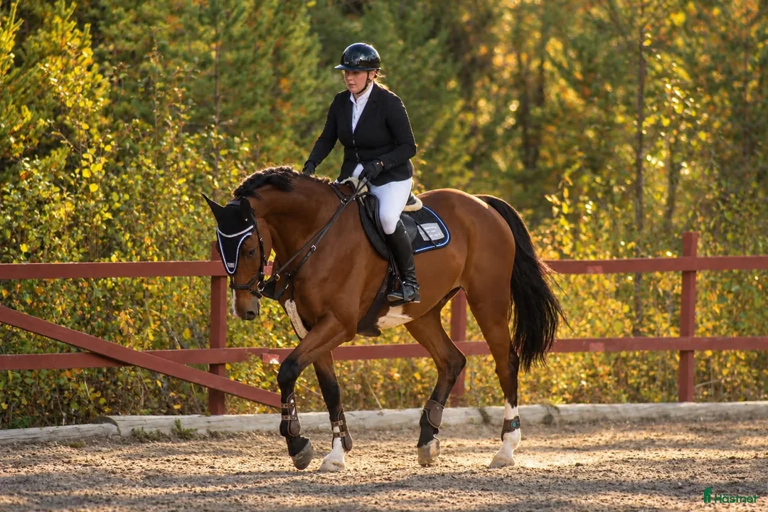 Allround hästar till salu: Fantastisk valack med stort hjärta 💛 - Annons 2