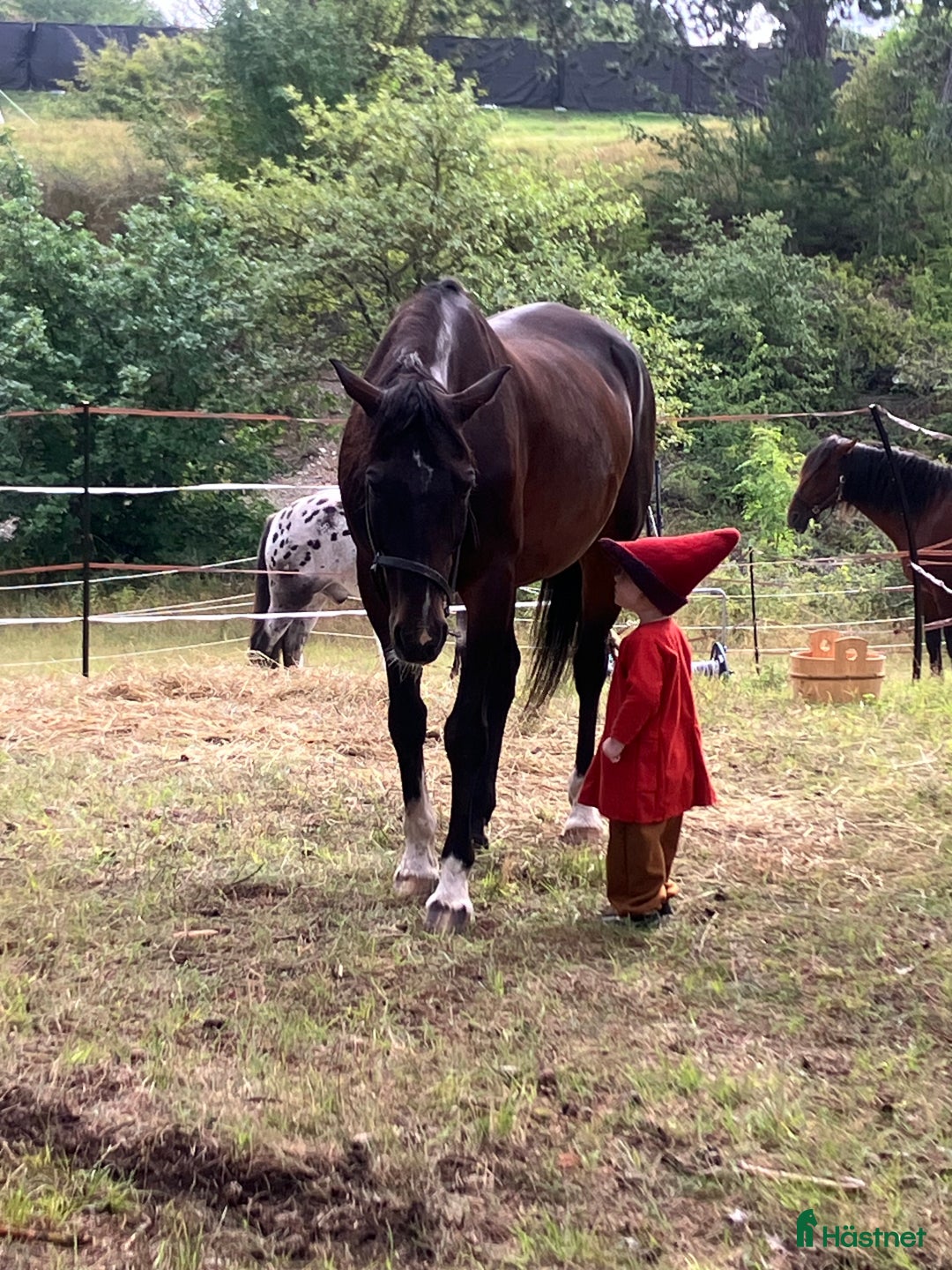 Allround hästar till salu: Vår bästa vän lånas ut på foder i Garphyttan - Annons 2