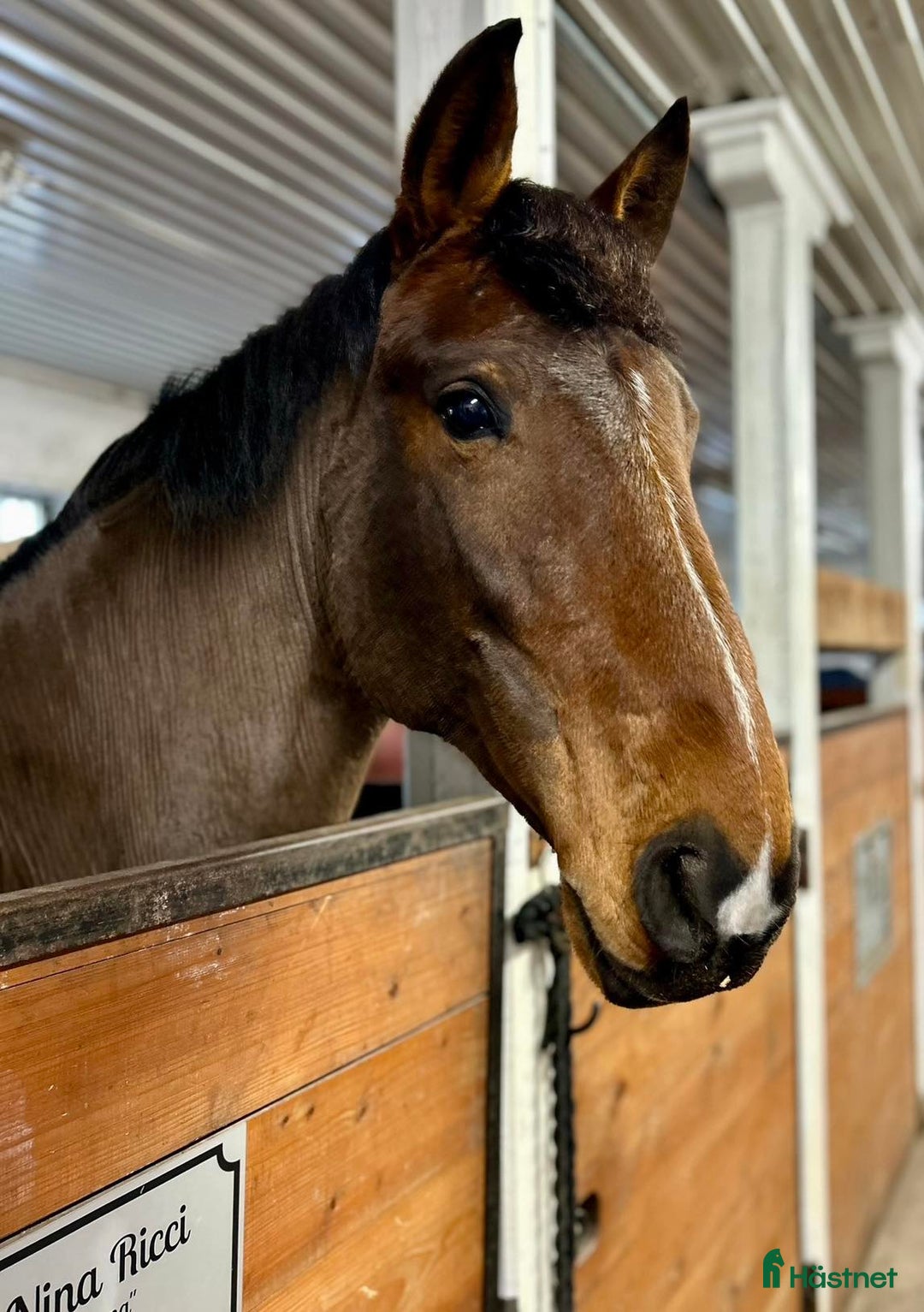  medryttarhäst finnes: Medryttare sökes i Rimbo - Annons 2