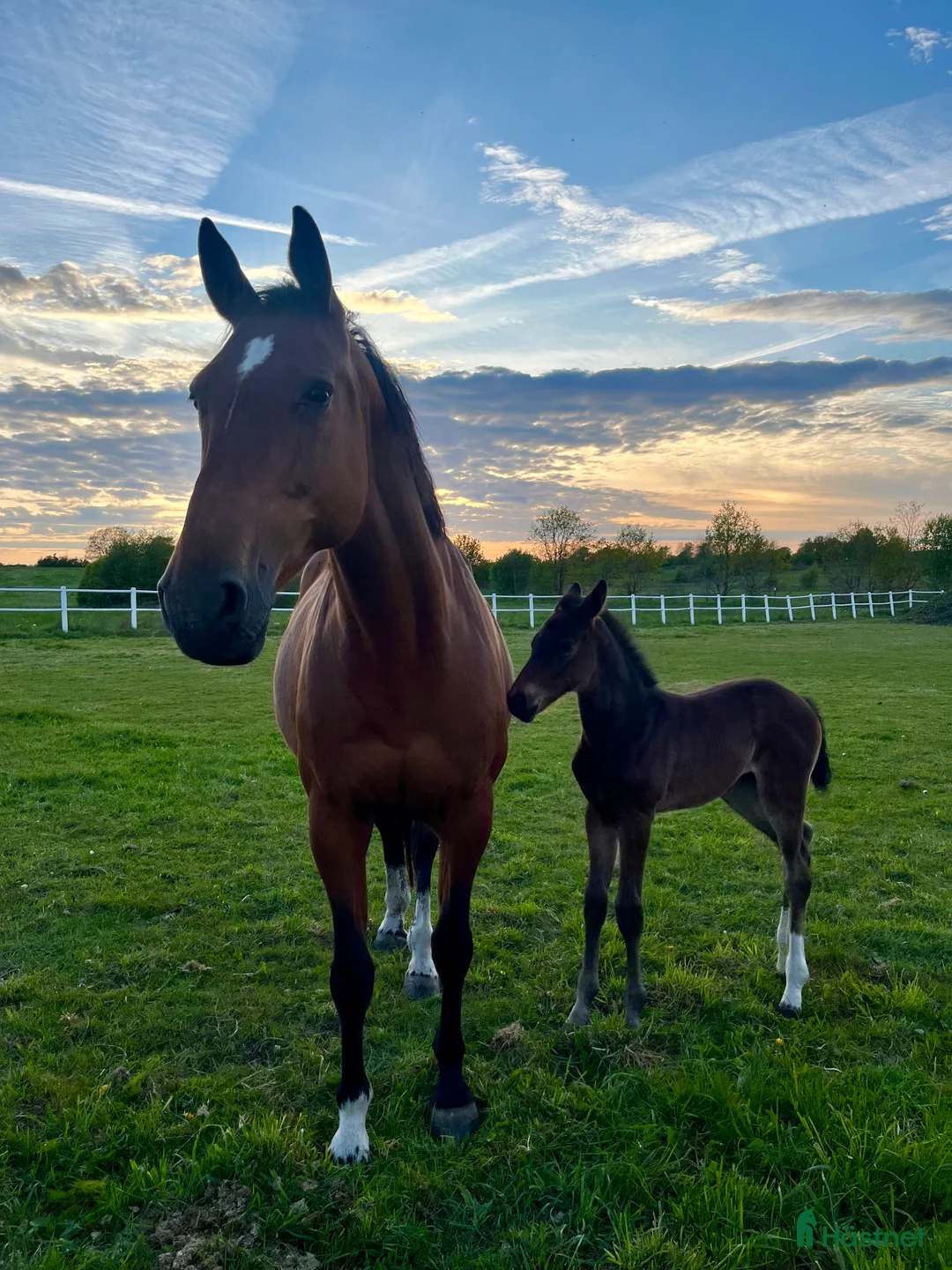 Avelshästar hästar till salu: Underbart avelssto Baltic VDL - Indoctro  - Annons 1