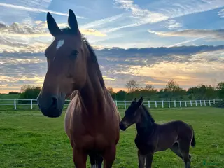 hästar Underbart avelssto Baltic VDL - Indoctro - Annons 1