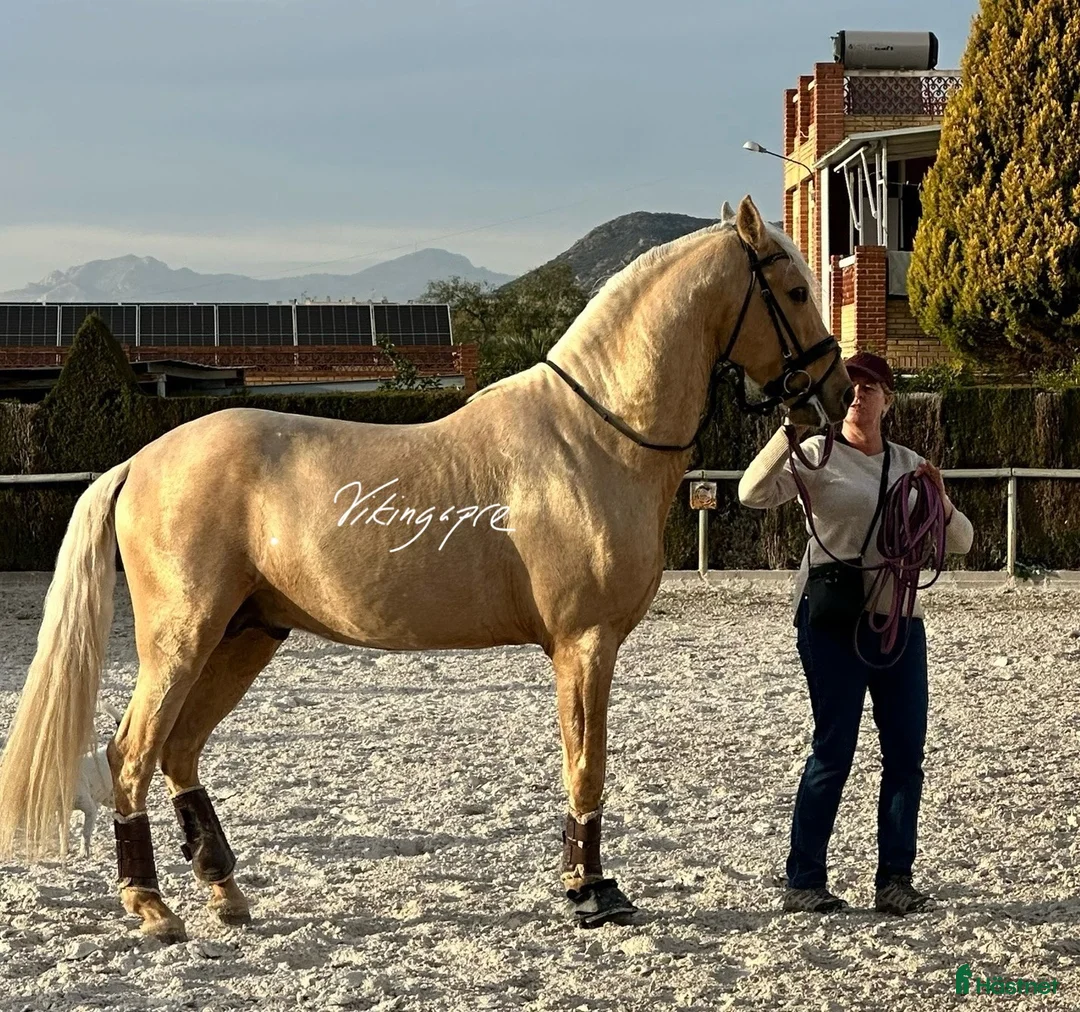 Dressyr hästar till salu: Palomino PRE av högsta klass - Annons 2