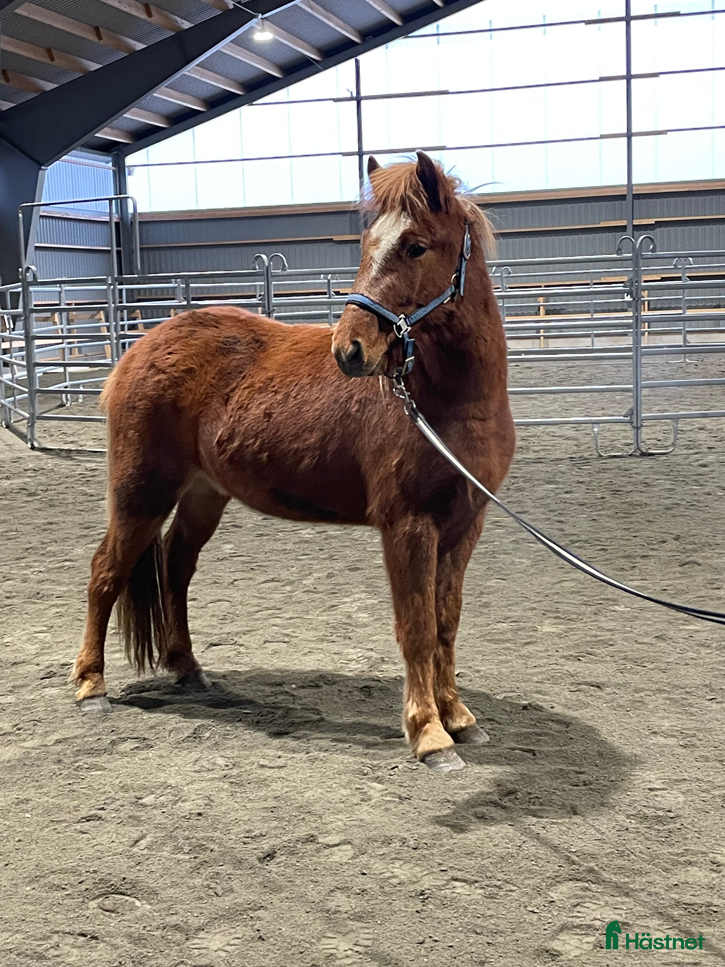  hästar Vacker unghäst i Västerfärnebo - Annons 12
