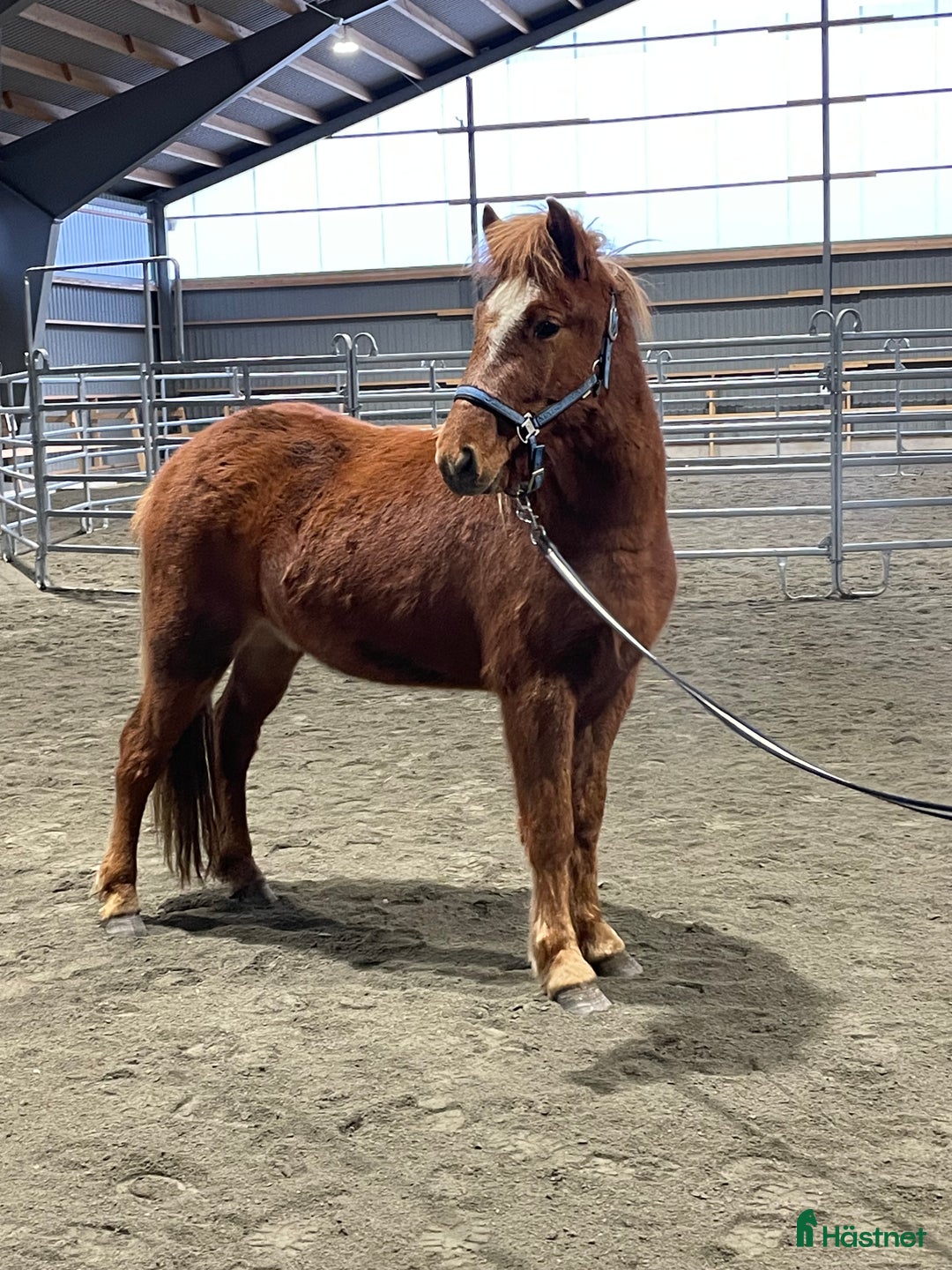 Island hästar till salu: Vacker unghäst i Västerfärnebo - Annons 1