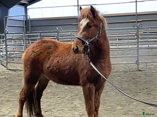 hästar Vacker unghäst i Västerfärnebo - Annons 9